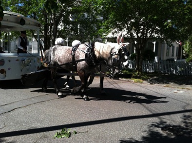 Carriage tours by Li'l Blu daily;
this pair at Easter!
